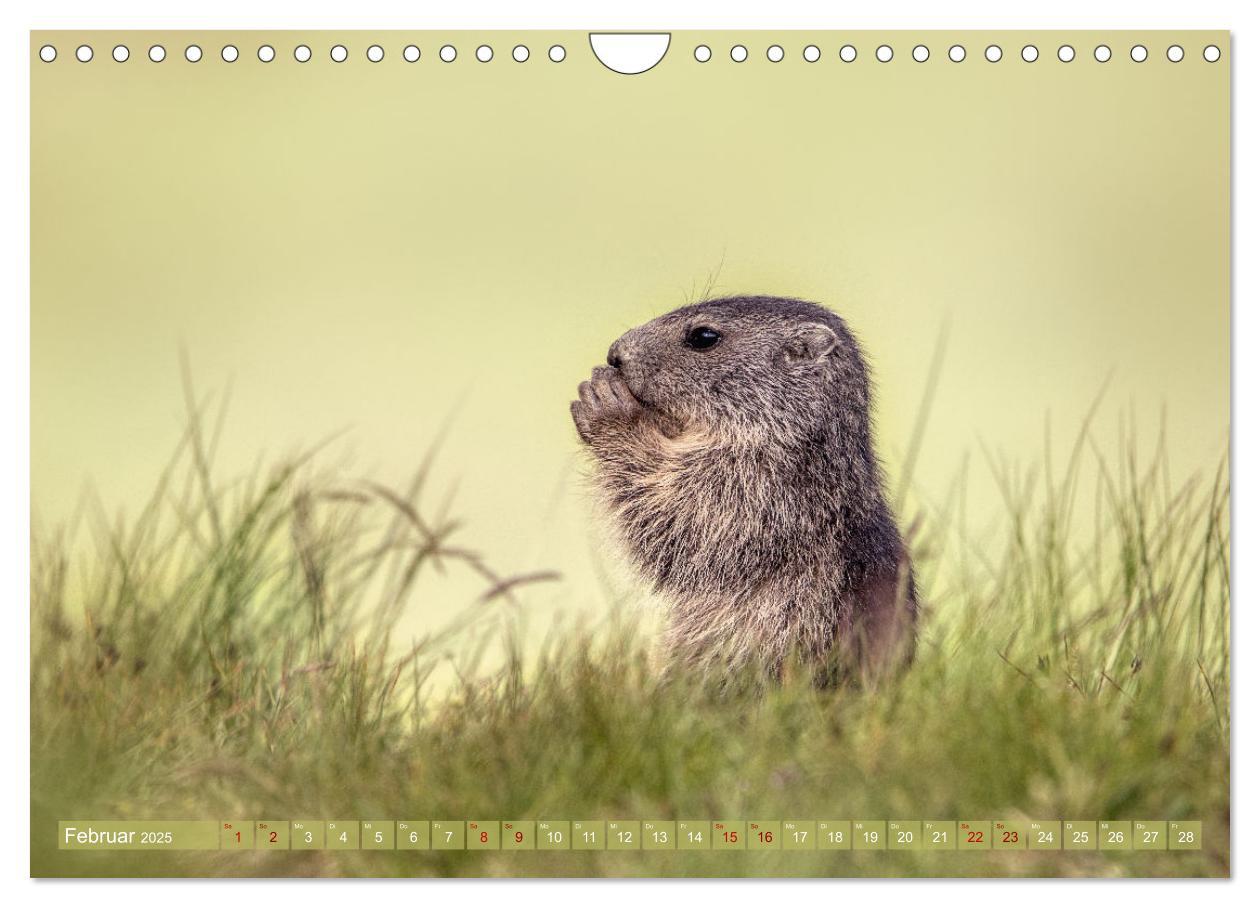 Bild: 9783457163948 | Tiere der Alpen - Murmeltier-Kinder (Wandkalender 2025 DIN A4...