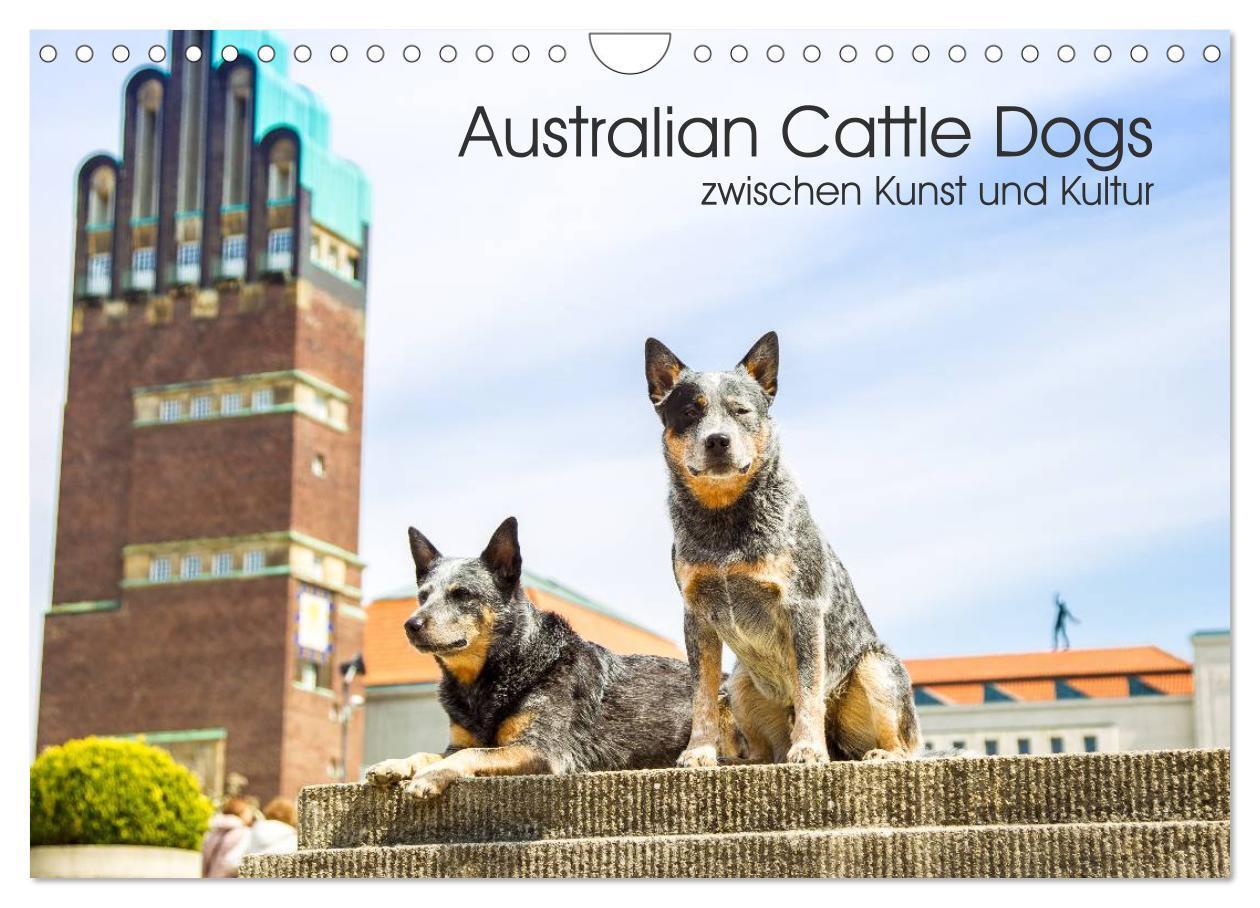 Cover: 9783435463947 | Australian Cattle Dogs zwischen Kunst und Kultur (Wandkalender 2025...