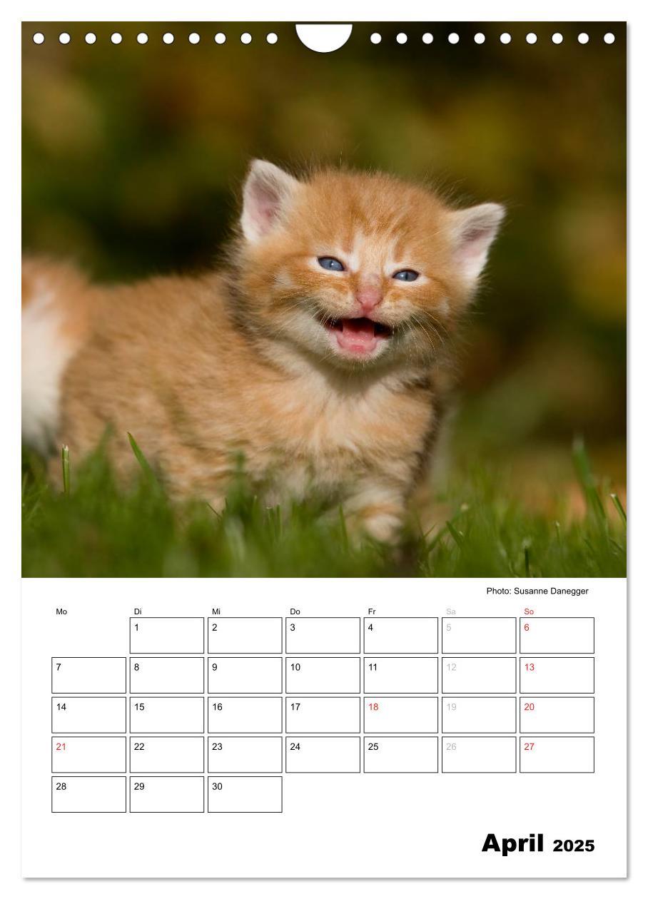 Bild: 9783457086711 | Katzenkinder - Impressionen (Wandkalender 2025 DIN A4 hoch),...