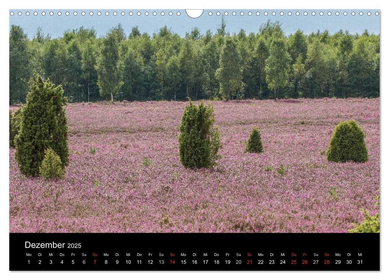 Bild: 9783435775415 | Lüneburger Heide (Wandkalender 2025 DIN A3 quer), CALVENDO...