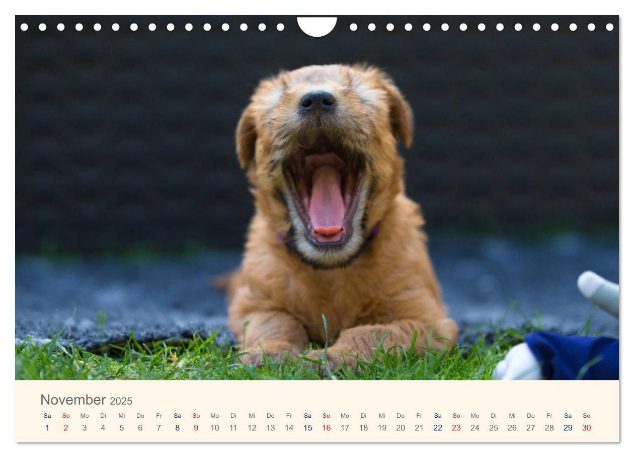 Bild: 9783435427901 | IRISH SOFT COATED WHEATEN TERRIER 2025 (Wandkalender 2025 DIN A4...