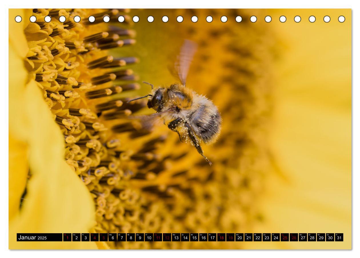 Bild: 9783383847516 | Hummeln - Flugaufnahmen eines faszinierenden Insekts (Tischkalender...