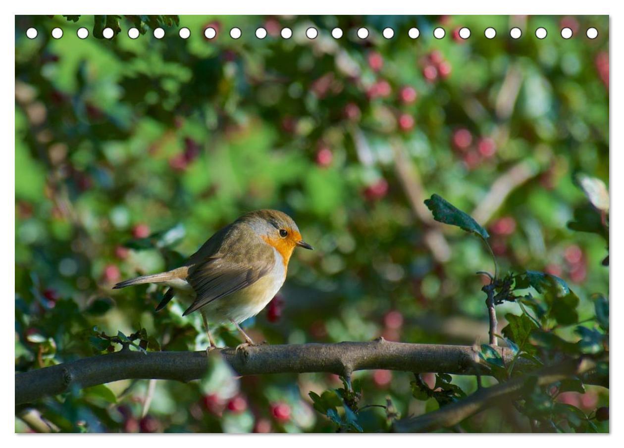 Bild: 9783435778324 | Heimische Vögel (Tischkalender 2025 DIN A5 quer), CALVENDO...