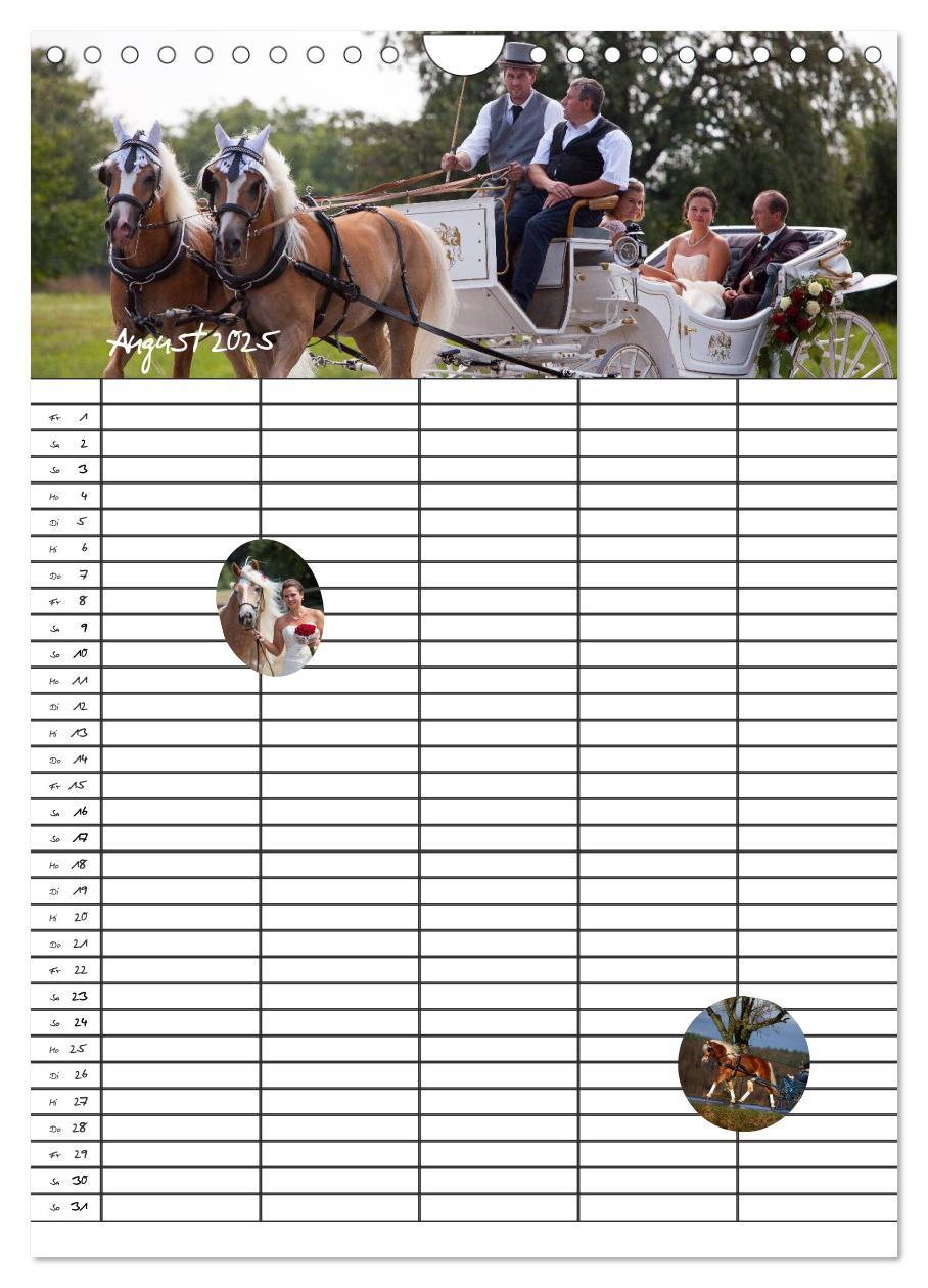 Bild: 9783457014851 | Haflinger Pferde - Stall- und Familienplaner 2025 (Wandkalender...