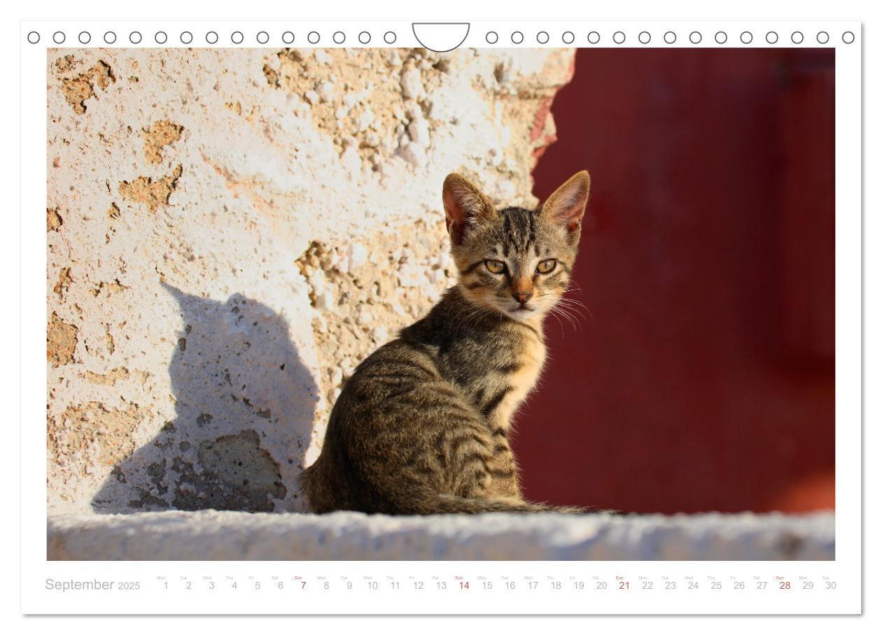 Bild: 9781325837526 | Cats of the Greek Islands (Wall Calendar 2025 DIN A4 landscape),...