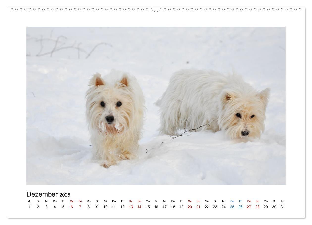 Bild: 9783383908224 | Hunde - vom Mischling bis zum Rassehund (Wandkalender 2025 DIN A2...