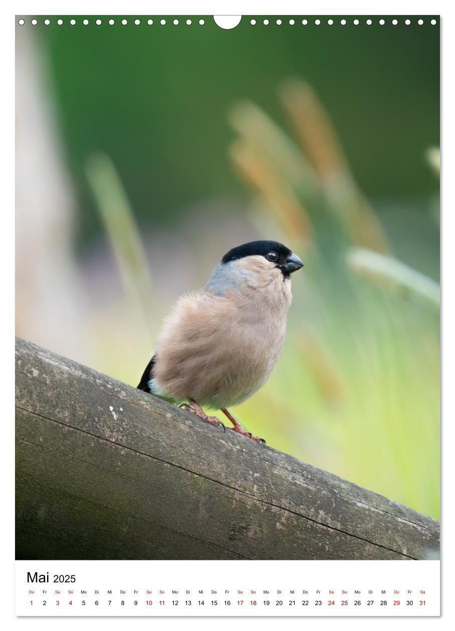 Bild: 9783435891108 | Heimische Vögel in Ihren Gärten (Wandkalender 2025 DIN A3 hoch),...