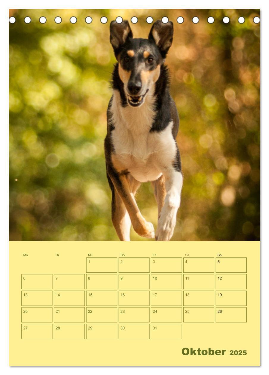 Bild: 9783457051276 | Kurzhaarcollies (Tischkalender 2025 DIN A5 hoch), CALVENDO...