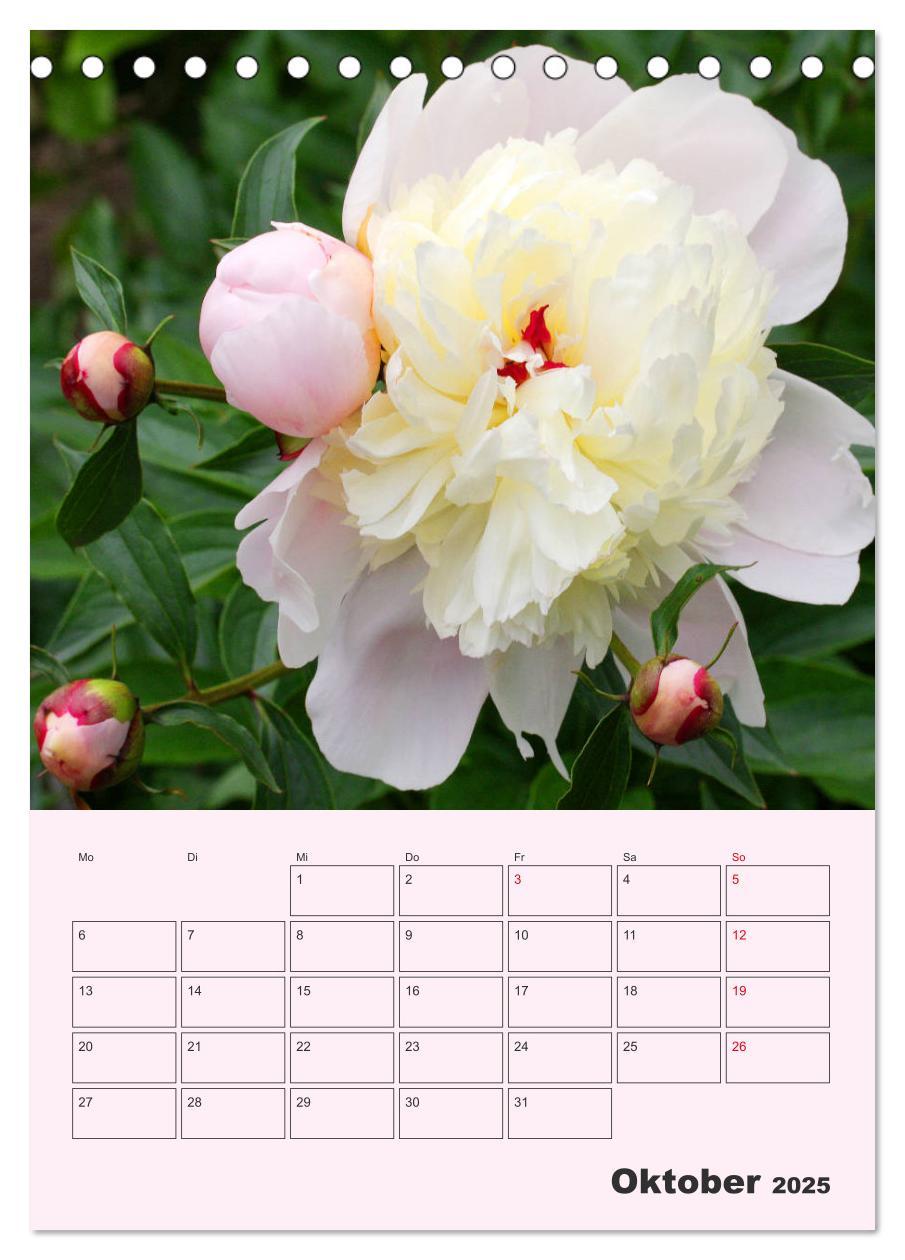 Bild: 9783435970964 | Pfingstrosen Rosen ohne Dornen (Tischkalender 2025 DIN A5 hoch),...