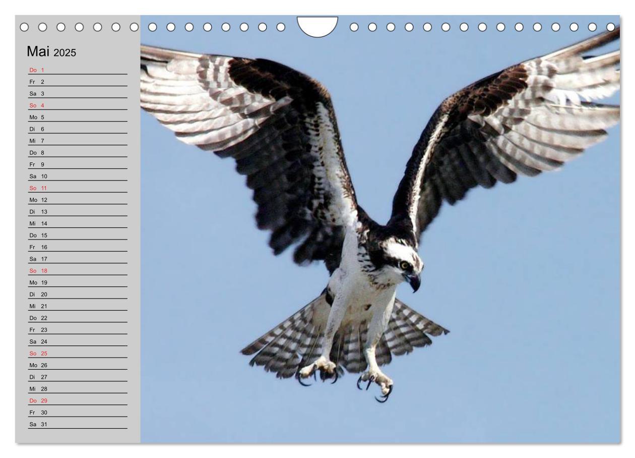 Bild: 9783435549535 | Falken und Greifvögel - Edle Jäger (Wandkalender 2025 DIN A4 quer),...