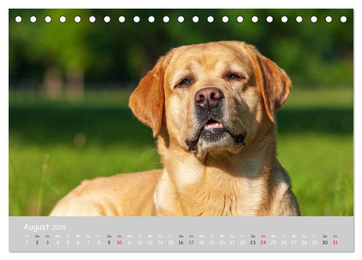 Bild: 9783435531158 | Liebenswerter Labrador 2025 (Tischkalender 2025 DIN A5 quer),...