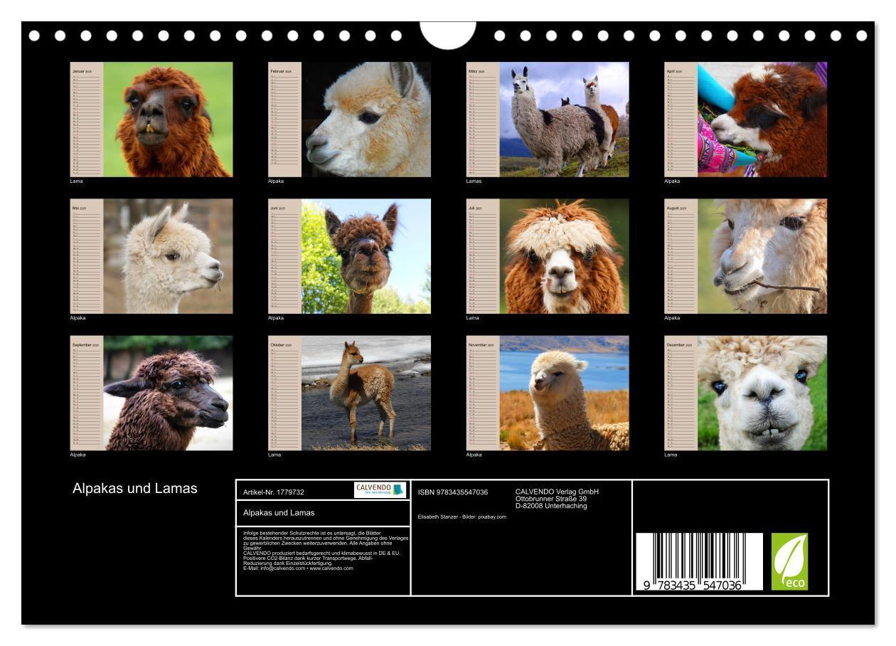 Bild: 9783435547036 | Alpakas und Lamas (Wandkalender 2025 DIN A4 quer), CALVENDO...