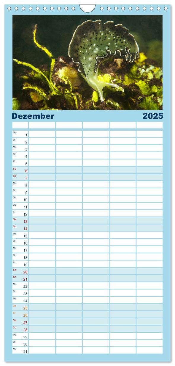 Bild: 9783457135228 | Familienplaner 2025 - Meeres-Schnecken mit 5 Spalten (Wandkalender,...