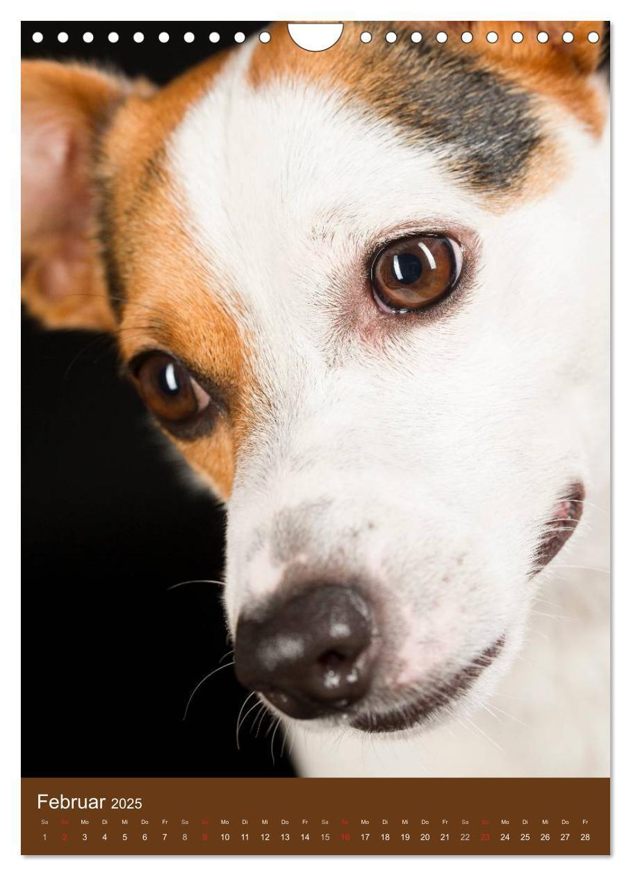 Bild: 9783457064986 | Jack Russell Terrier (Wandkalender 2025 DIN A4 hoch), CALVENDO...