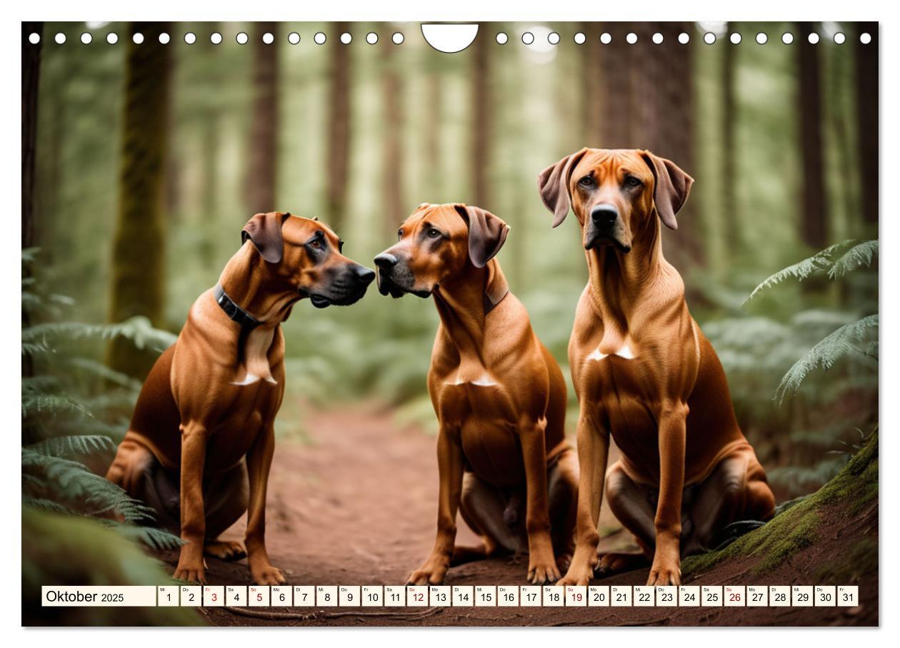 Bild: 9783457146033 | Rhodesian Ridgeback - Athlet mit Rückenkamm (Wandkalender 2025 DIN...