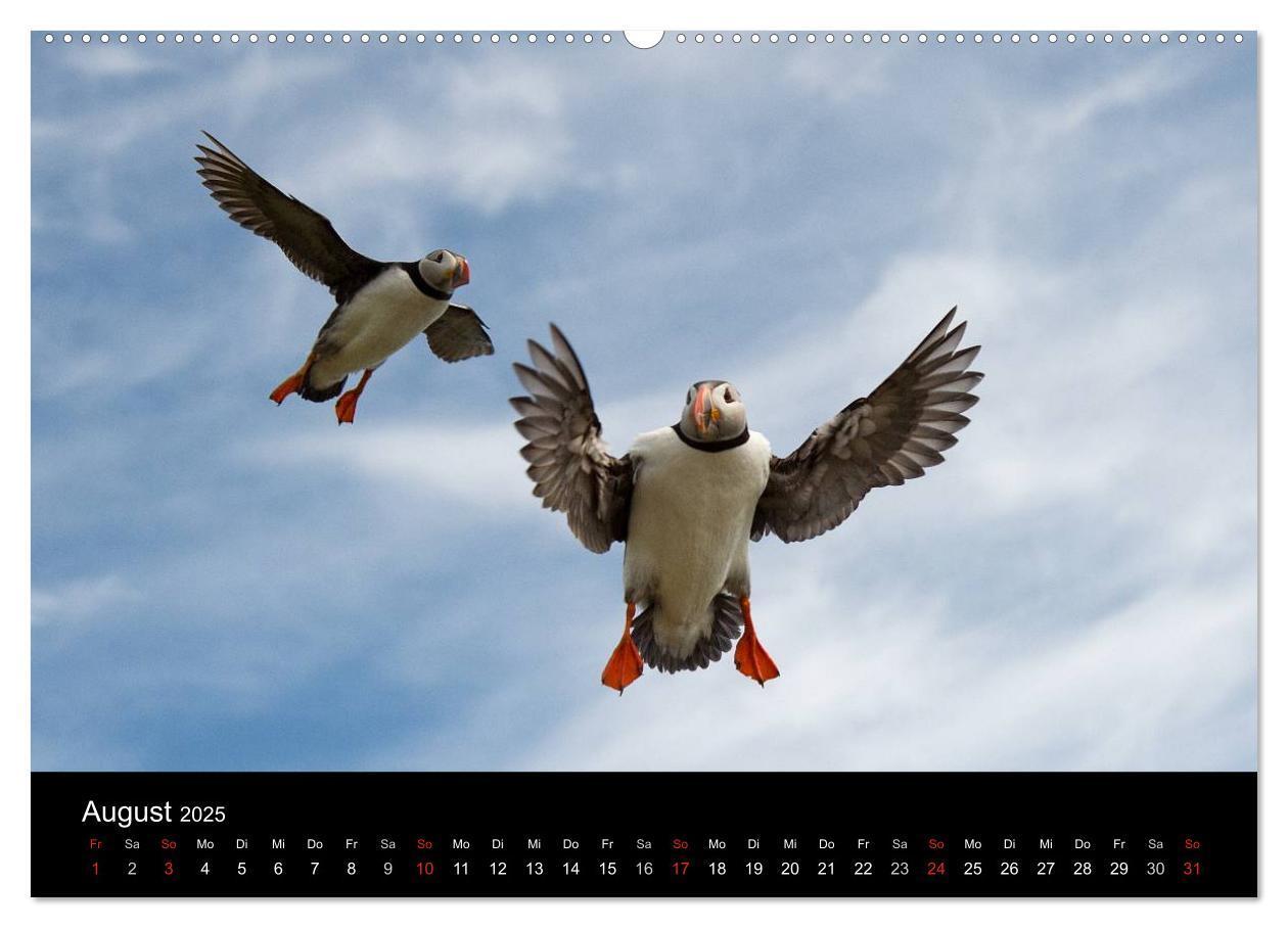 Bild: 9783435715084 | Papageientaucher 2025 (Wandkalender 2025 DIN A2 quer), CALVENDO...