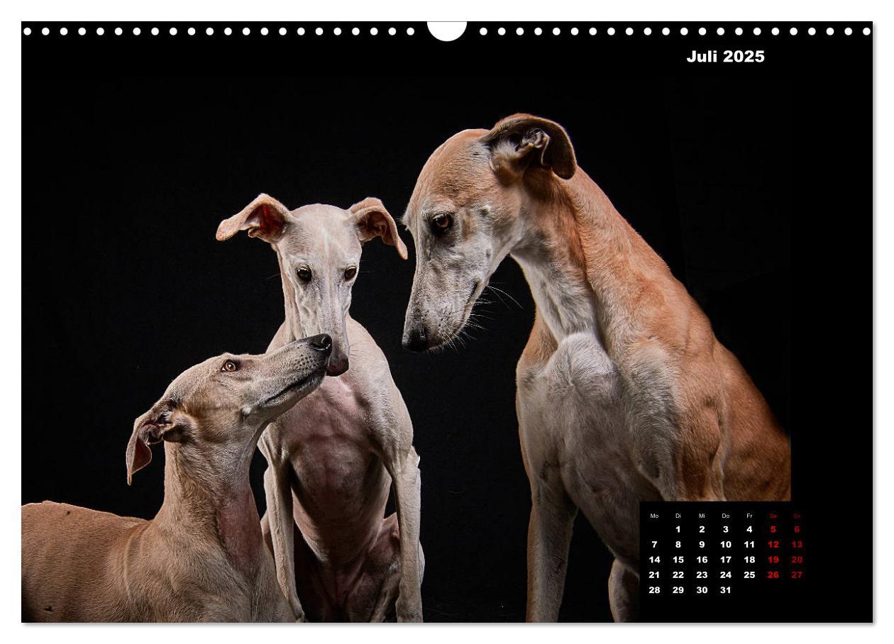 Bild: 9783435228522 | Die Stimme der Windhunde (Wandkalender 2025 DIN A3 quer), CALVENDO...