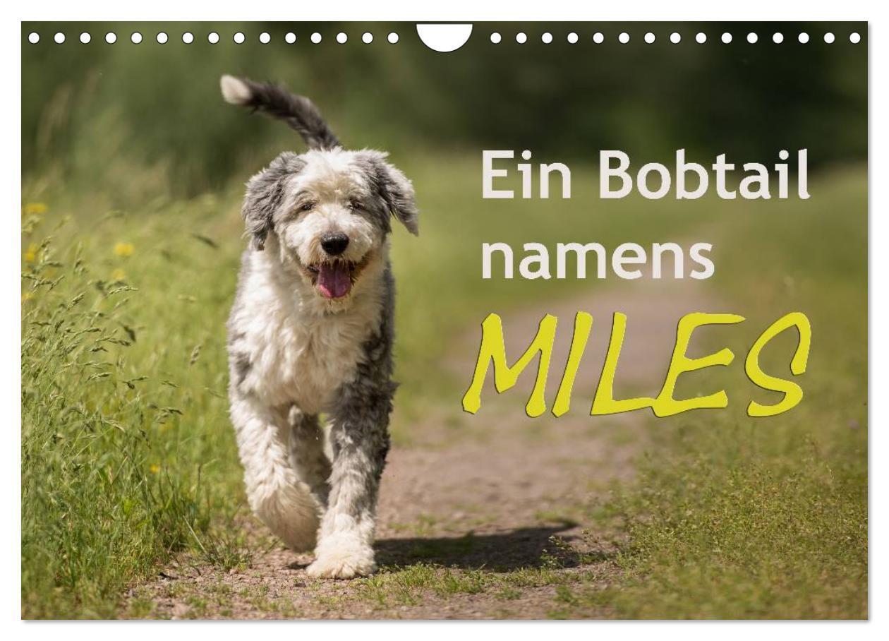 Cover: 9783435608393 | Ein Bobtail namens Miles (Wandkalender 2025 DIN A4 quer), CALVENDO...