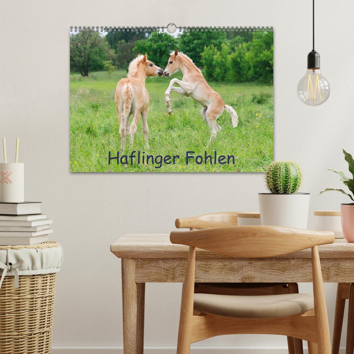 Bild: 9783435786213 | Haflinger Fohlen (Wandkalender 2025 DIN A3 quer), CALVENDO...