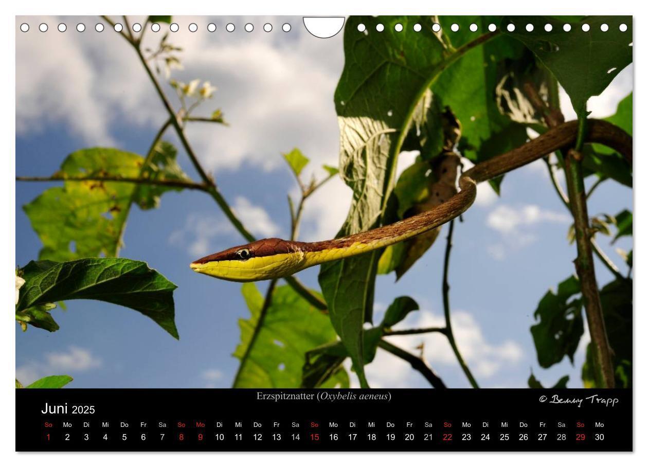 Bild: 9783435774548 | REPTILIEN (Wandkalender 2025 DIN A4 quer), CALVENDO Monatskalender