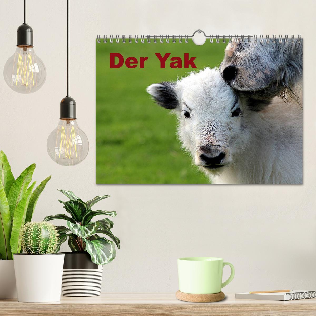 Bild: 9783435655403 | Der Yak (Wandkalender 2025 DIN A4 quer), CALVENDO Monatskalender