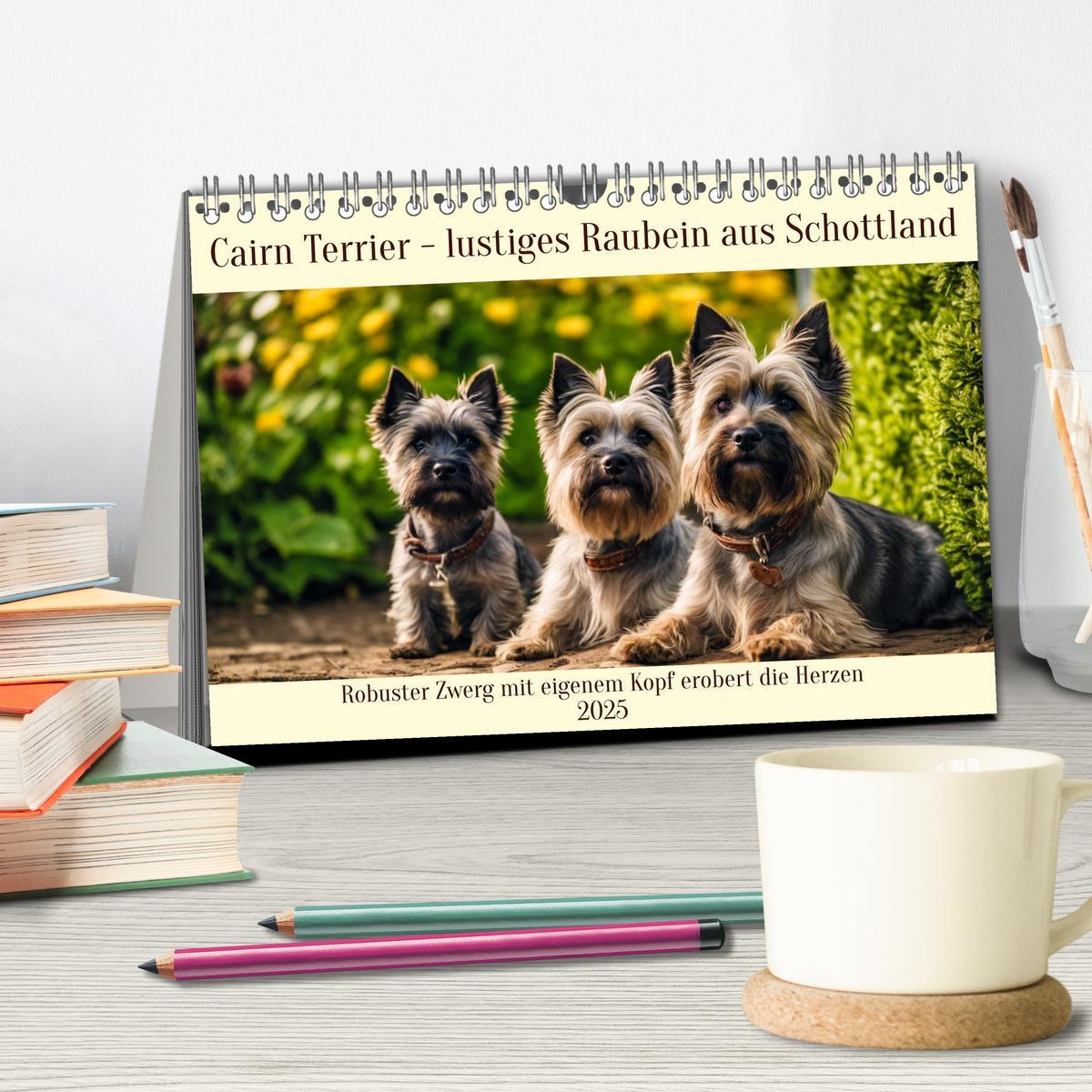 Bild: 9783435420742 | Cairn Terrier - lustiges Raubein aus Schottland (Tischkalender 2025...