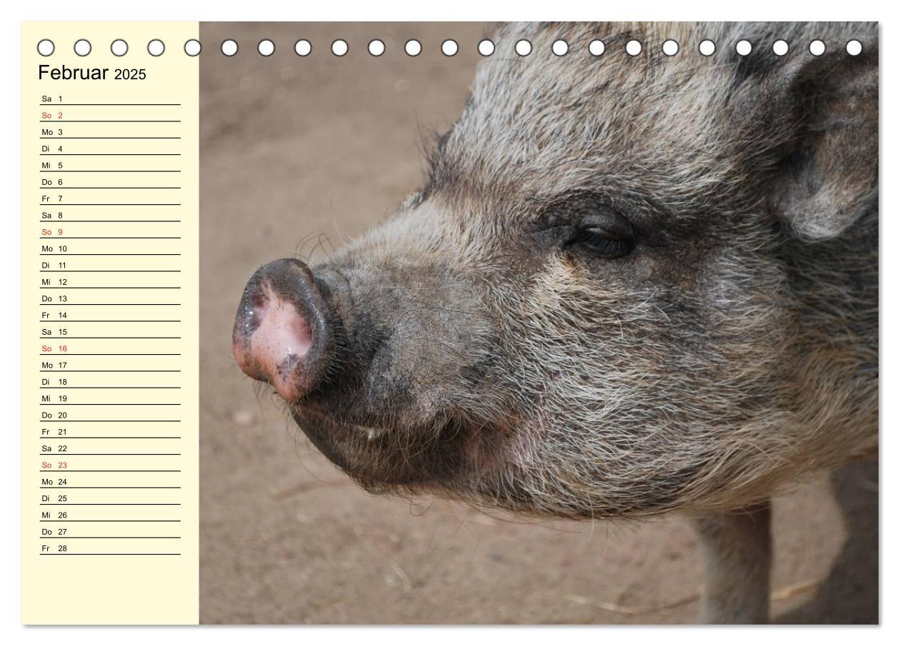 Bild: 9783435529421 | Von Säuen die Schwein haben! (Tischkalender 2025 DIN A5 quer),...