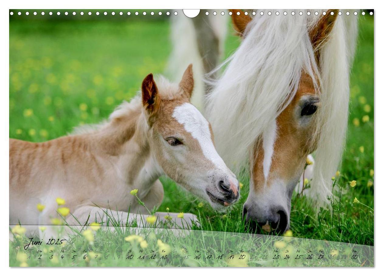 Bild: 9783435505173 | Haflinger-Pferde in Reinzucht (Wandkalender 2025 DIN A3 quer),...