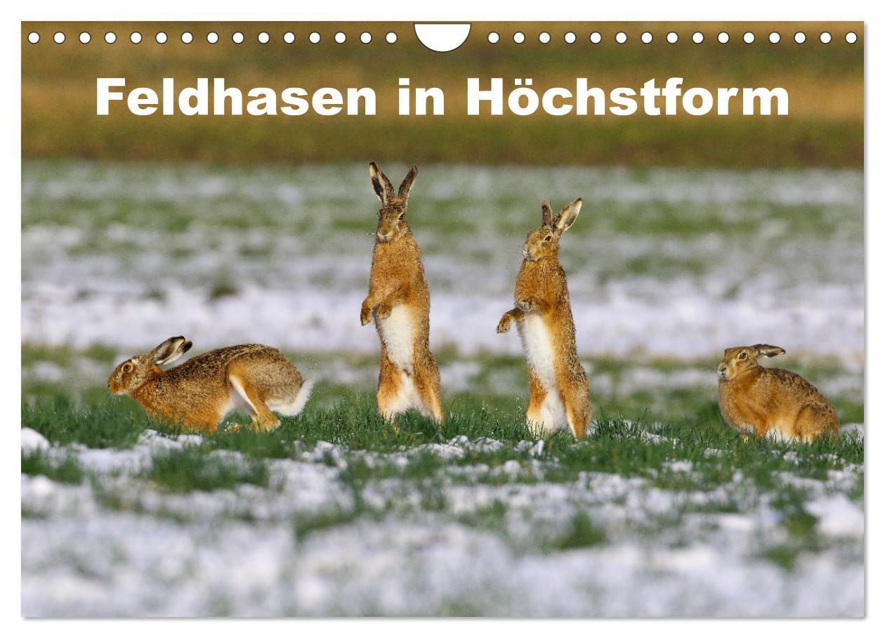 Cover: 9783383944185 | Feldhasen in Höchstform (Wandkalender 2025 DIN A4 quer), CALVENDO...