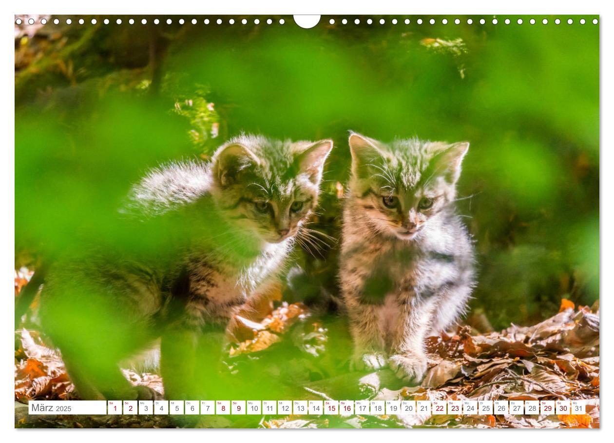 Bild: 9783435231089 | Wildkatzenbabys - wild und zuckersüß. (Wandkalender 2025 DIN A3...