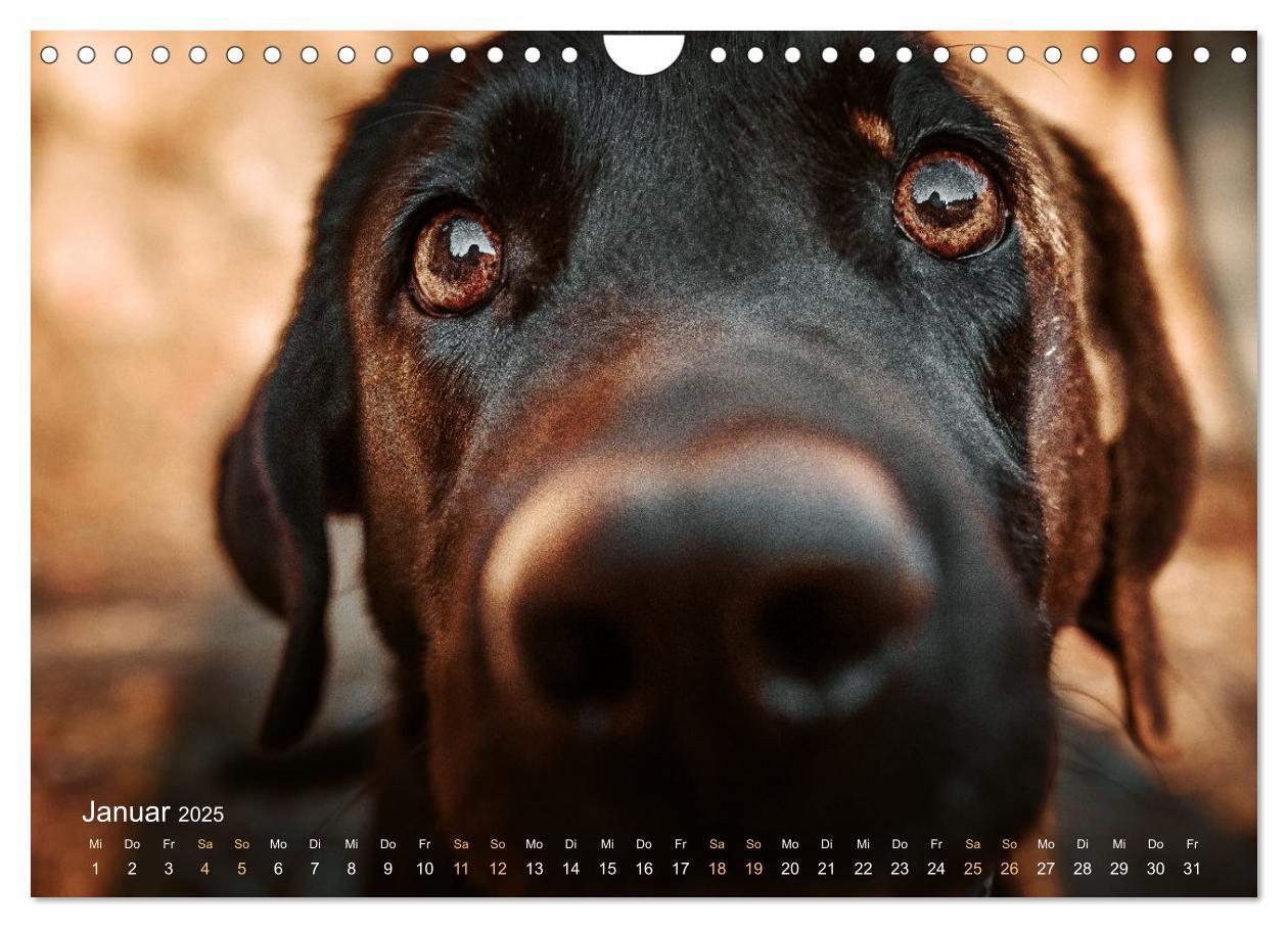 Bild: 9783435018796 | Verzauberung Labrador Retriever 2025 (Wandkalender 2025 DIN A4...