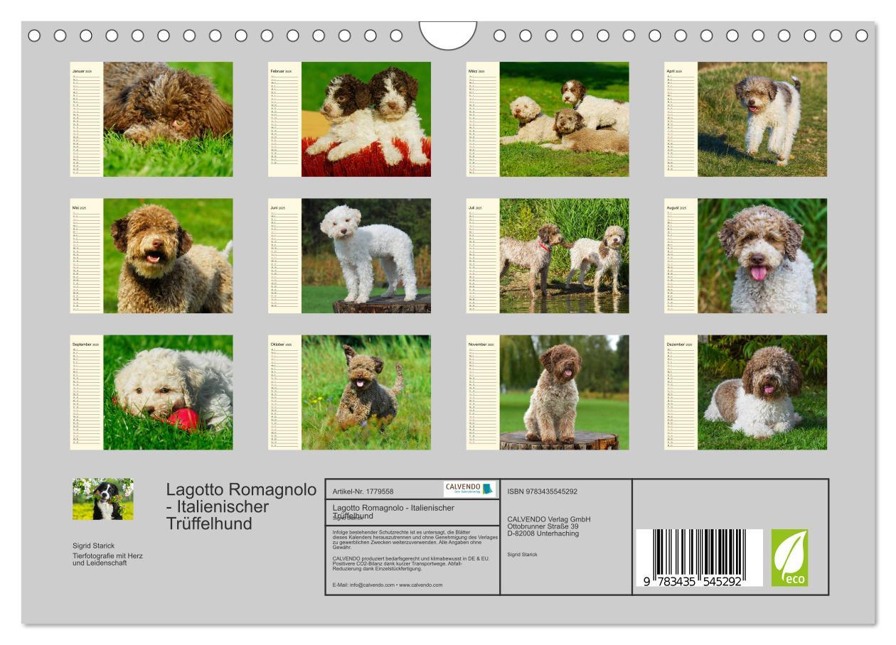 Bild: 9783435545292 | Lagotto Romagnolo - Italienischer Trüffelhund (Wandkalender 2025...