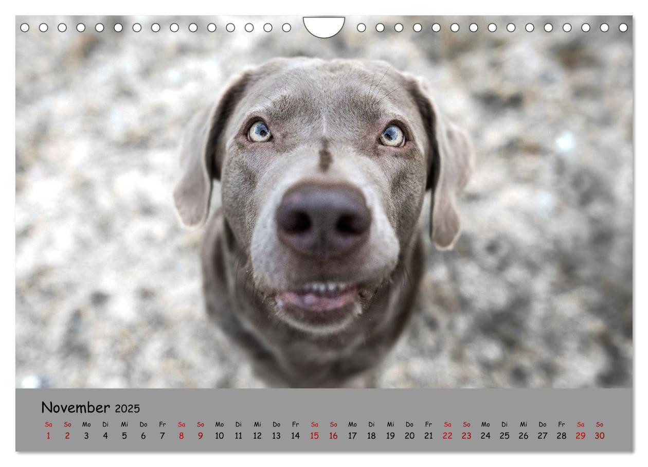 Bild: 9783383960611 | Labrador Retriever - Vielfalt auf Vier Pfoten (Wandkalender 2025...