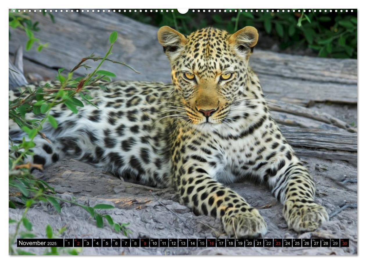 Bild: 9783435737727 | Die Lautlosen. Geparden und Leoparden (Wandkalender 2025 DIN A2...