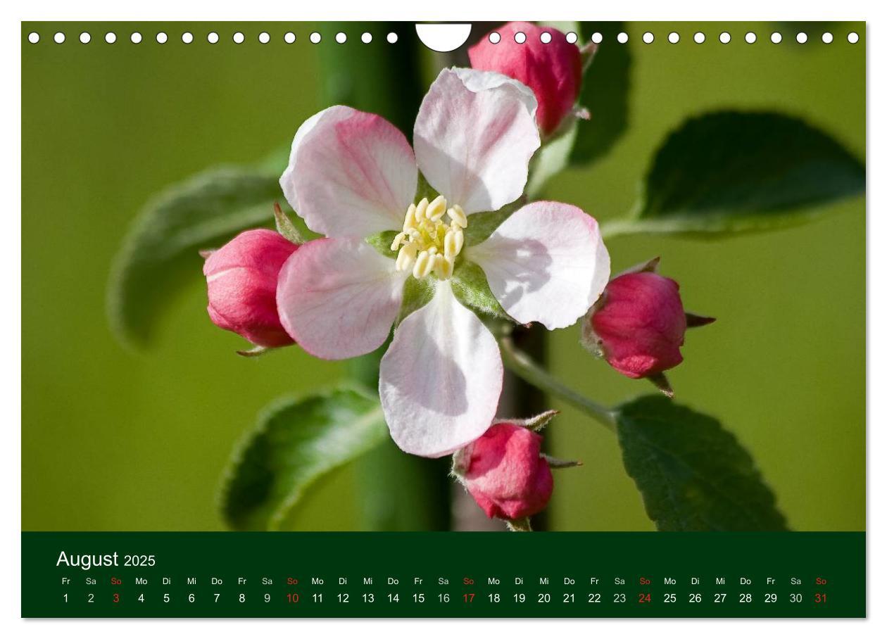 Bild: 9783435663613 | Blumen und Blüten (Wandkalender 2025 DIN A4 quer), CALVENDO...