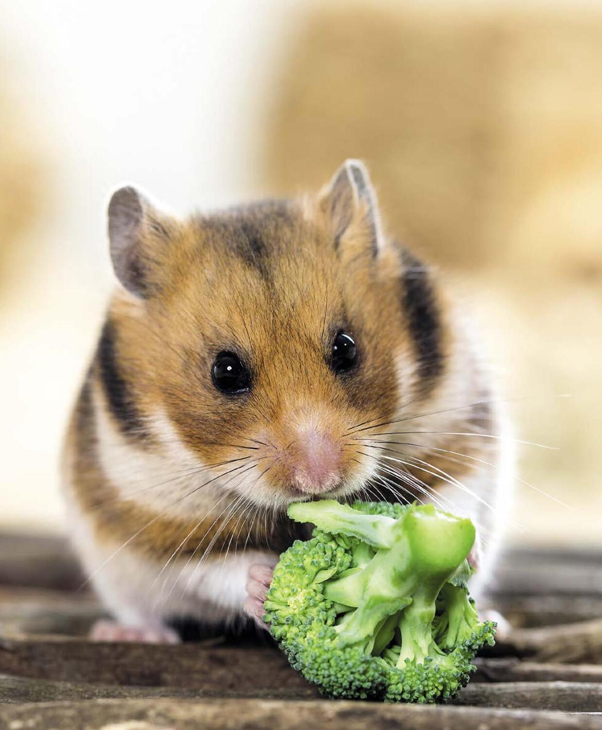 Bild: 9783833848483 | Hamster | Pflege-Einmaleins für kleine Solokünstler | Peter Fritzsche