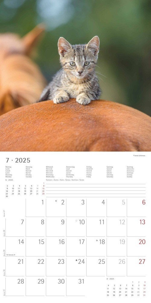 Bild: 4251732340780 | Alpha Edition - Tierfreundschaften 2025 Broschürenkalender,...