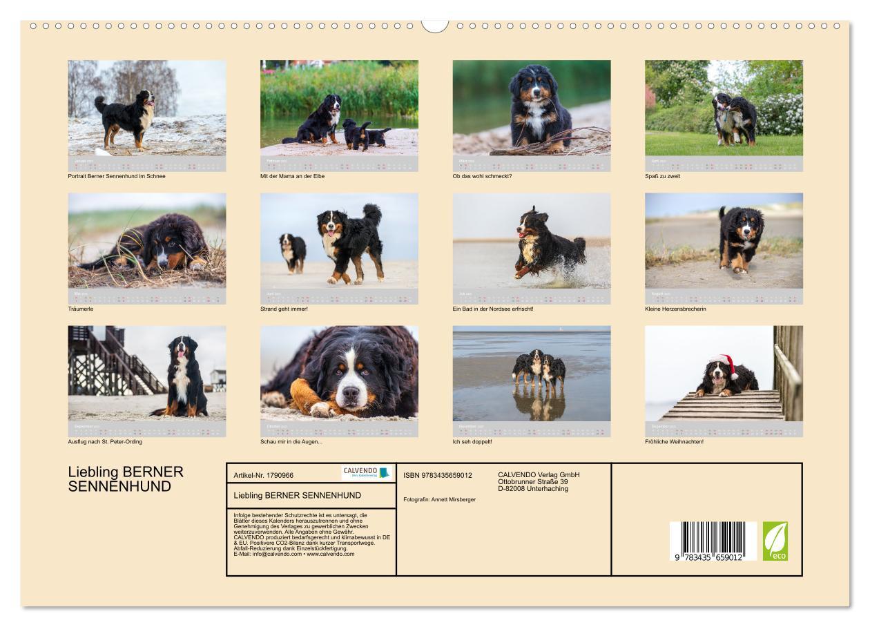 Bild: 9783435659012 | Liebling BERNER SENNENHUND (Wandkalender 2025 DIN A2 quer),...