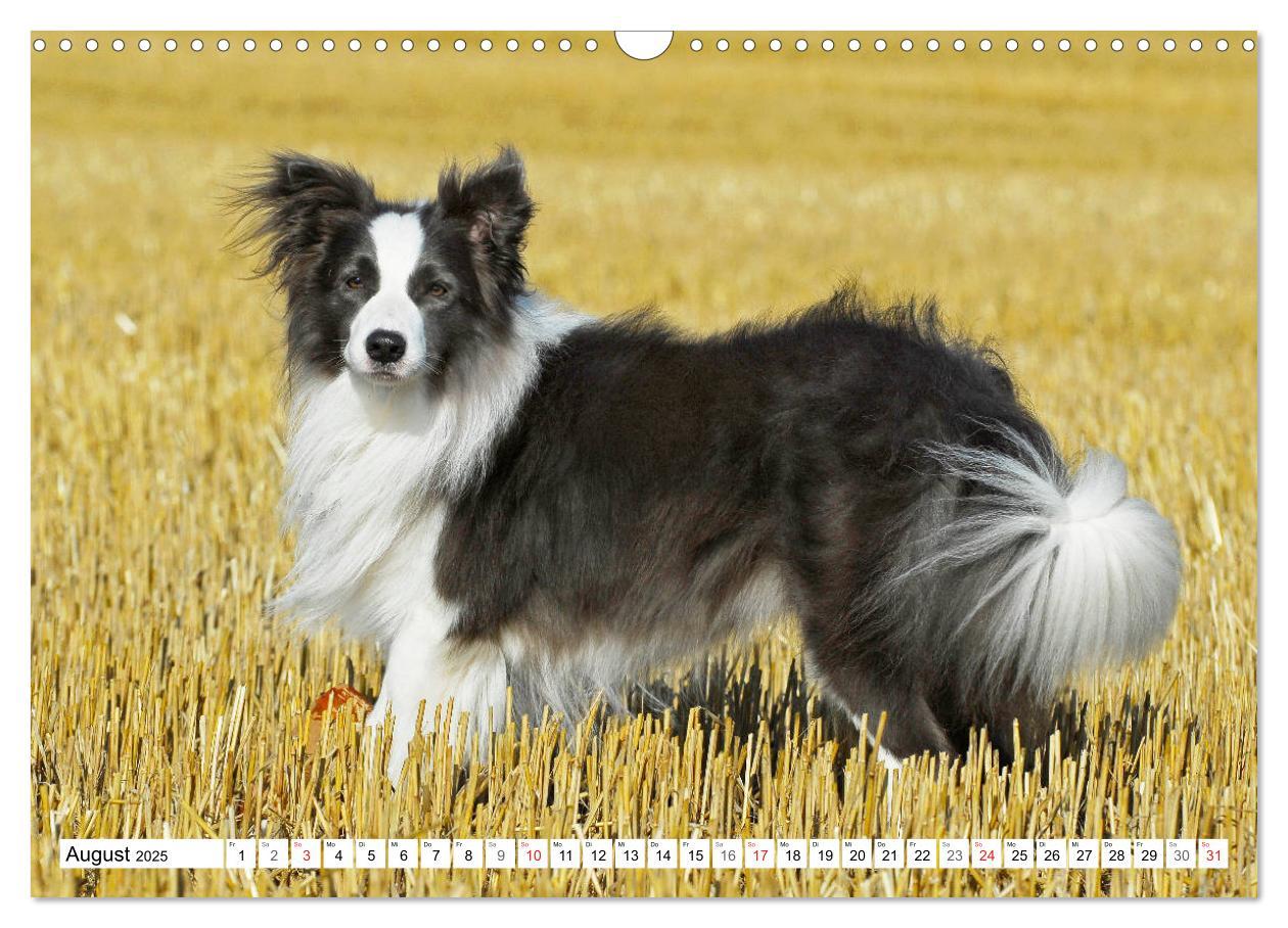 Bild: 9783435256860 | Traumhund Border Collie (Wandkalender 2025 DIN A3 quer), CALVENDO...