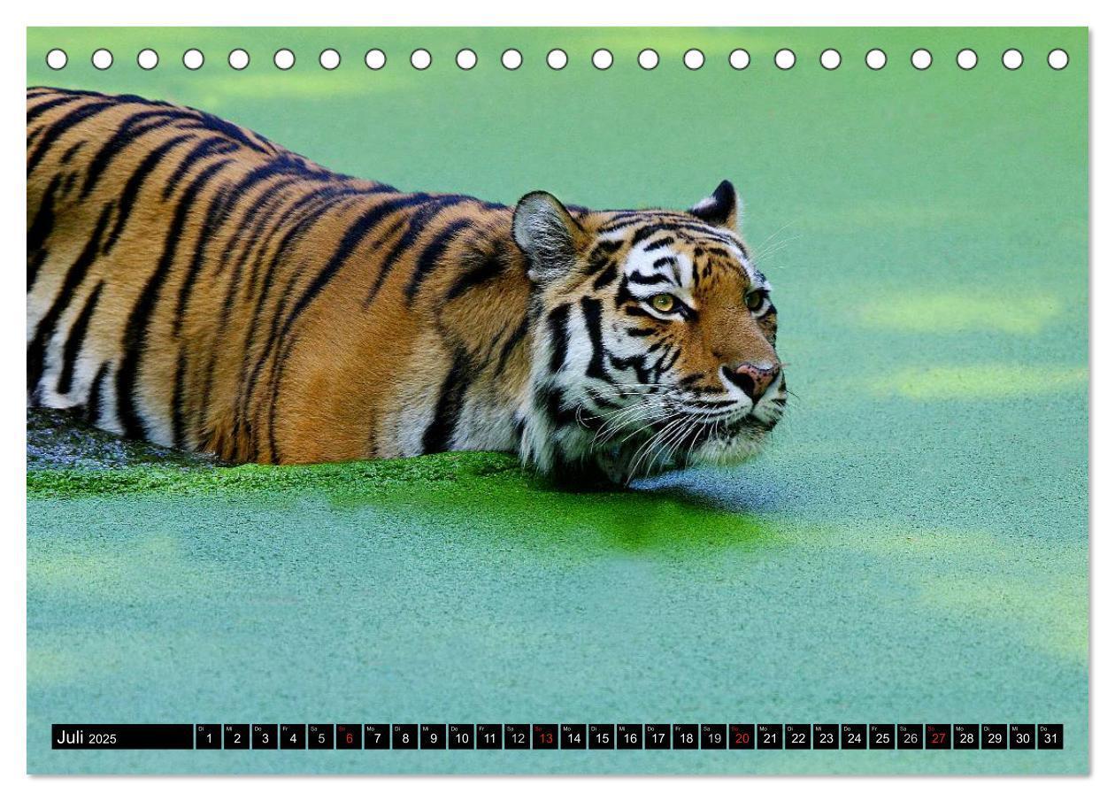 Bild: 9783435832361 | Tiger - die leisen Jäger des Dschungels (Tischkalender 2025 DIN A5...