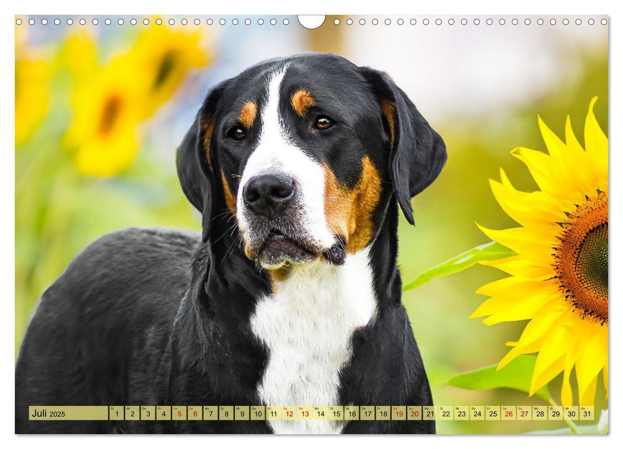 Bild: 9783457218013 | Große Schweizer - Gigantische Sennenhunde (Wandkalender 2025 DIN A3...