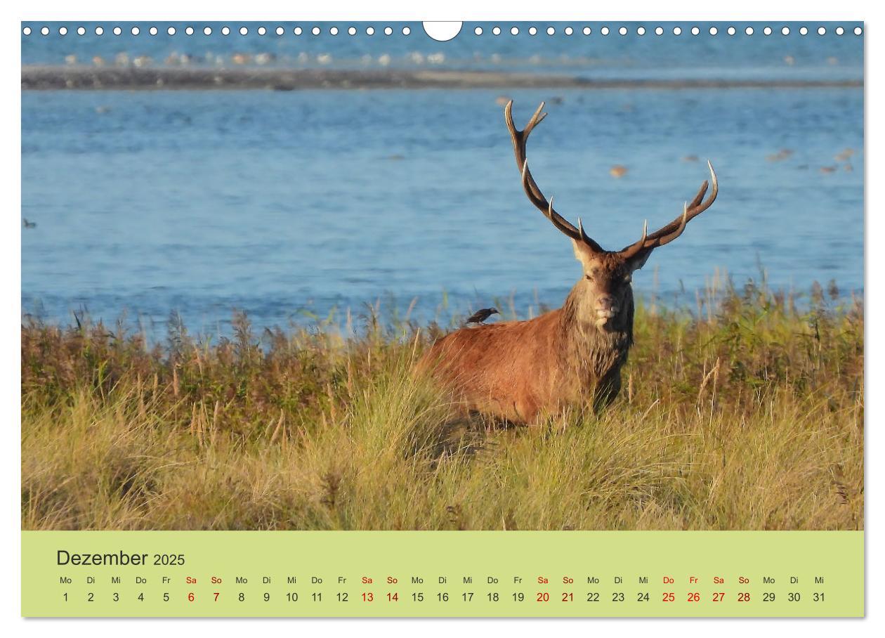 Bild: 9783435391455 | Küsten Hirsche - Rotwild auf dem Darß (Wandkalender 2025 DIN A3...