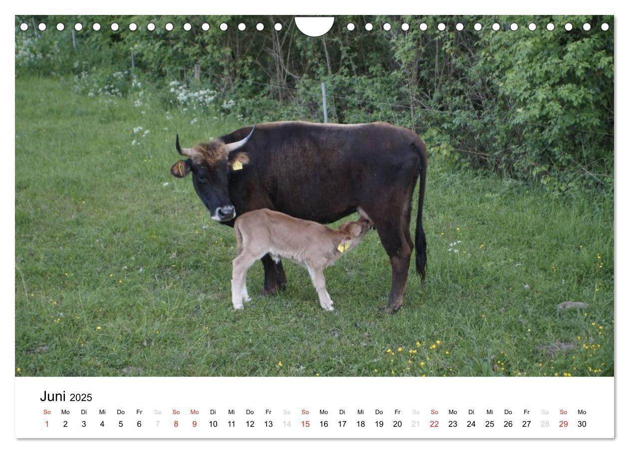 Bild: 9783435663682 | Bauernhoftiere (Wandkalender 2025 DIN A4 quer), CALVENDO...