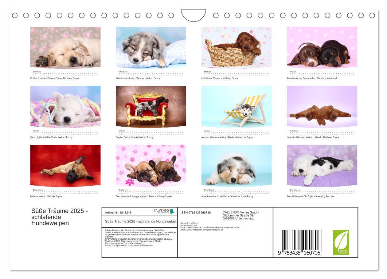 Bild: 9783435160716 | Süße Träume 2025 - schlafende Hundewelpen (Wandkalender 2025 DIN A4...