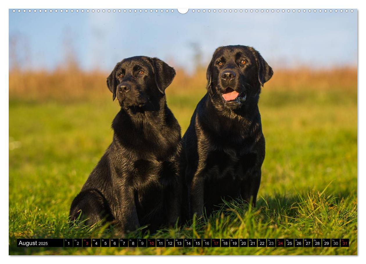 Bild: 9783435640805 | Labrador Retriever - ein Herz auf 4 Pfoten (Wandkalender 2025 DIN...