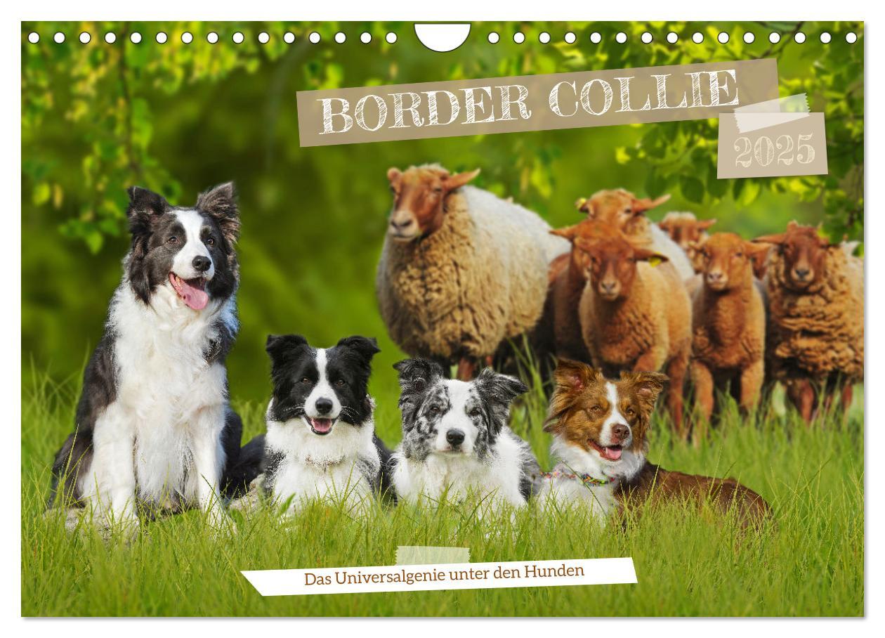 Cover: 9783457157749 | Border Collie - Das Universalgenie unter den Hunden (Wandkalender...