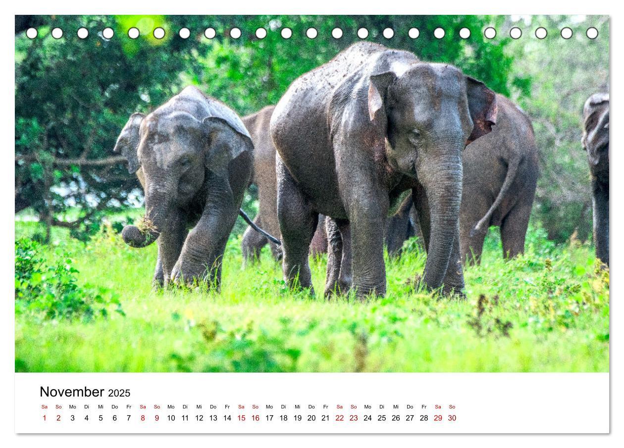 Bild: 9783383997082 | Sri Lanka - Eine wahre Perle im Indischen Ozean (Tischkalender 2025...