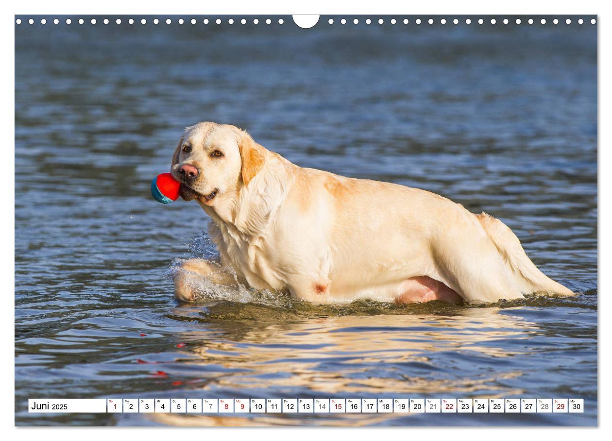 Bild: 9783435312658 | Freund auf 4 Pfoten - Labrador Retriever (Wandkalender 2025 DIN A3...