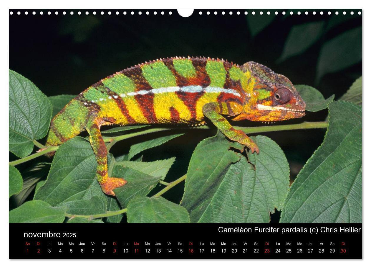 Bild: 9781325954407 | Caméléons - Petits dragons d'Afrique. (Calendrier mural 2025 DIN A3...