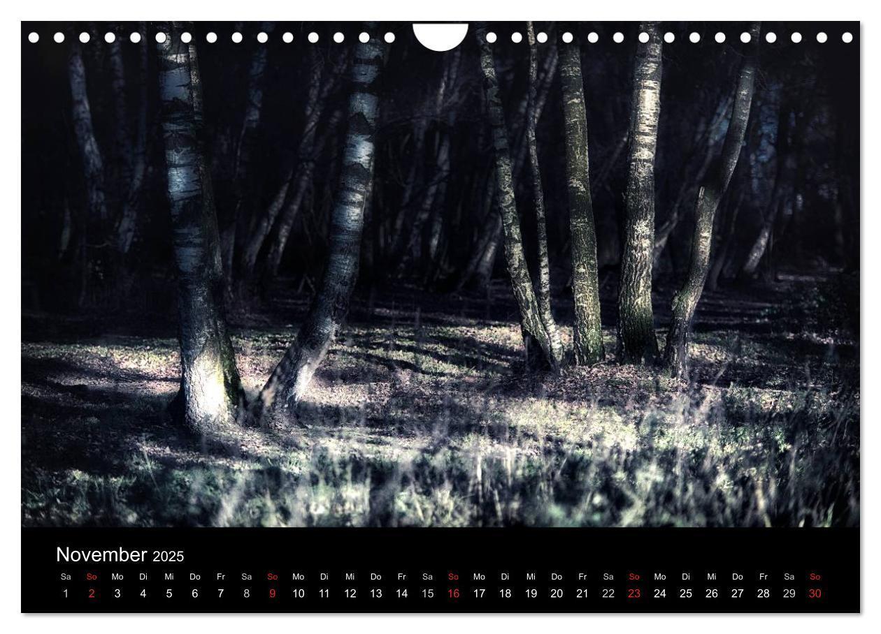 Bild: 9783435501502 | Mystische Wälder (Wandkalender 2025 DIN A4 quer), CALVENDO...